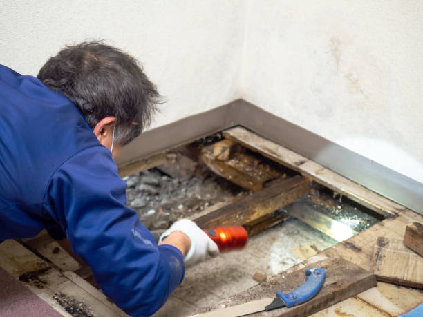 Best Crawl Space Mold Remediation in Woodburn, VA