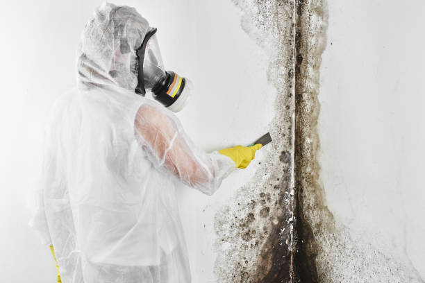 Best HVAC Mold Remediation in Woodburn, VA