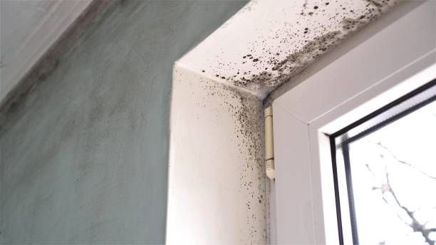 Best Basement Mold Remediation in Woodburn, VA