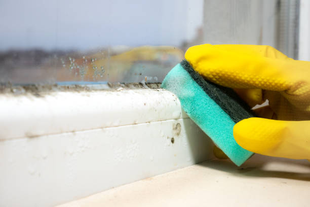 Best Industrial Mold Remediation in Woodburn, VA