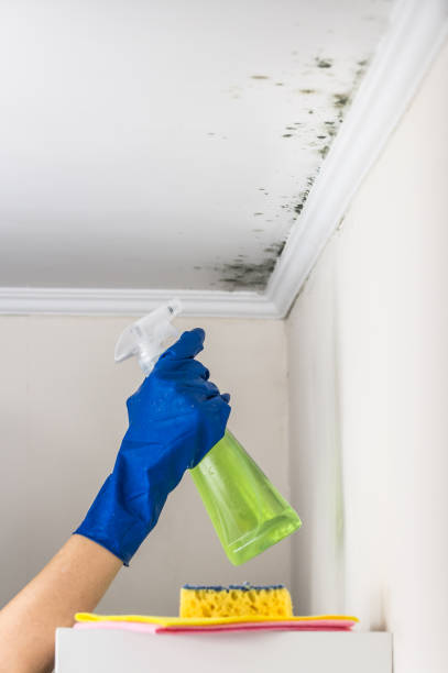 Best Commercial Mold Remediation in Woodburn, VA