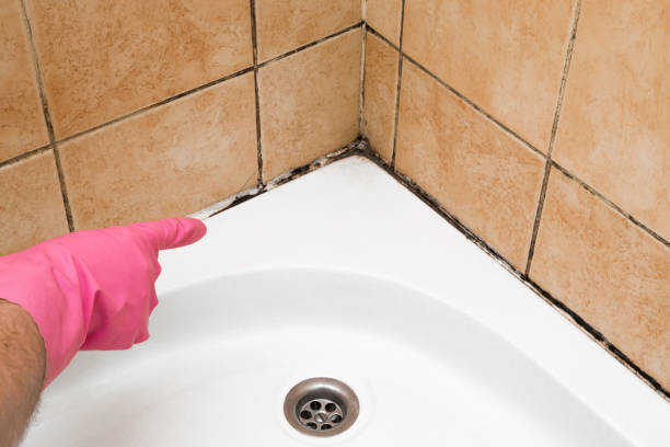 Trusted Woodburn, VA Mold Remediation Experts